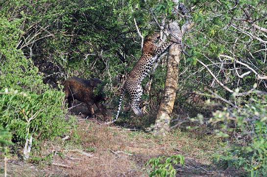 This leopard had practised its escape manoeuvre several times to outwit a wild pig that charged out of the forest at Yala National Park.