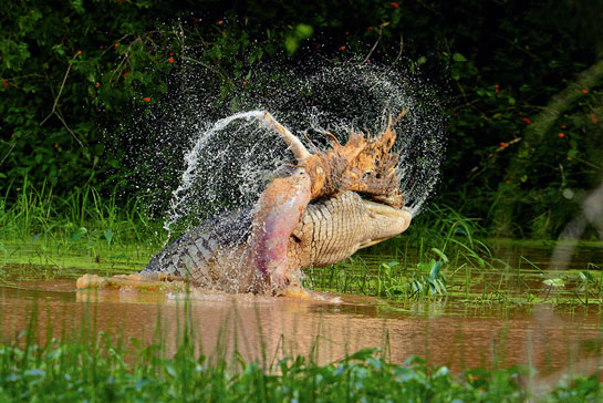 The author won the first prize in the Sanctuary Asia Wildlife Photography Awards 2013 for this image of a mugger crocodile ripping the skin off a hapless spotted deer in a single stroke at the Yala National Park.