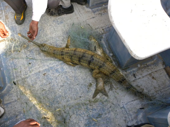 Photographed near the Railway Bridge at Dholpur, this gharial was caught in a fishing net and was drowned as a result. At times, when the nets are retrieved before the gharial is drowned, the fishermen cut the snout to free the net, leaving the reptile to die a slow painful death.