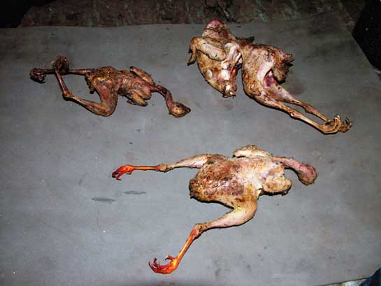 Wildlife monitoring studies conducted over the past five decades suggests a drop in the biomass of wild mammals and fowl by over 70 per cent. No one is studying such trends in the Northeast, but considering the fact that even rare species such as Blood Pheasants and Monal Pheasants are commonly seen in markets, one must presume this region is fast being emptied. Wildlife monitoring studies conducted over the past five decades suggests a drop in the biomass of wild mammals and fowl by over 70 per cent. No one is studying such trends in the Northeast, but considering the fact that even rare species such as Blood Pheasants and Monal Pheasants are commonly seen in markets, one must presume this region is fast being emptied.