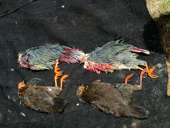 Wildlife monitoring studies conducted over the past five decades suggests a drop in the biomass of wild mammals and fowl by over 70 per cent. No one is studying such trends in the Northeast, but considering the fact that even rare species such as Blood Pheasants and Monal Pheasants are commonly seen in markets, one must presume this region is fast being emptied.