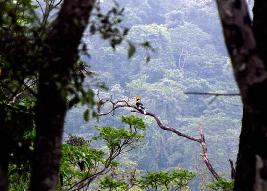 One of the largest members of the hornbill family, the Great Hornbill is a creature of old-growth canopy forests. As such forests fall prey to industry and agriculture, these large, pre-historic-looking birds find themselves pushed closer towards the dark chasm of extinction.