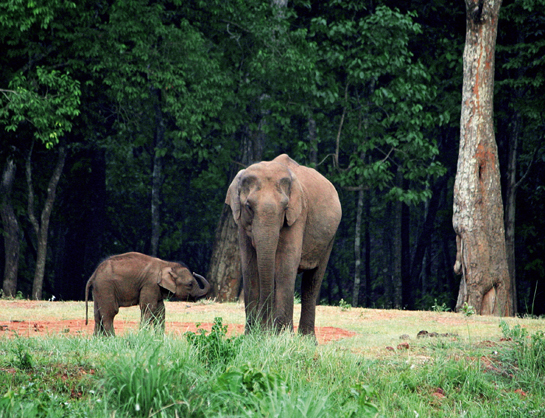 Elephants epitomise maternal instinct. Infinitely gentle and loving with their young, they are equally fearsome towards anyone who dare threaten their babes.