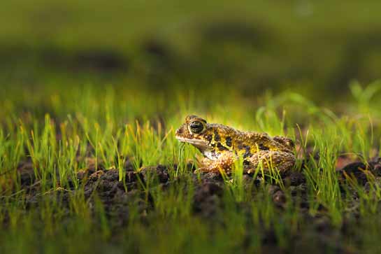 Since Bufo koynayensis is highly habitat specific and shows markedly different behaviour such as laying eggs in clutches and displays differences in shape and form, it was moved to a new genus Xanthophryne. Those found in the Amboli area are classified as a separate species, Xanthophryne tigerina.