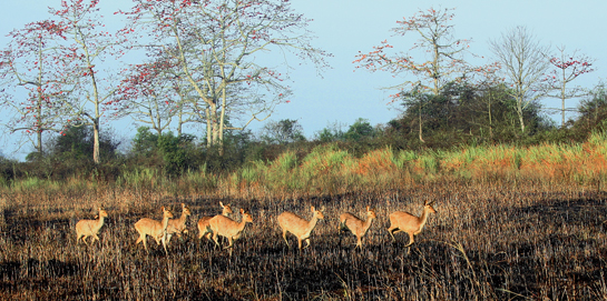 Bathed in the gentle light of the sun, swamp deer sprint across the Kaziranga grasslands.
