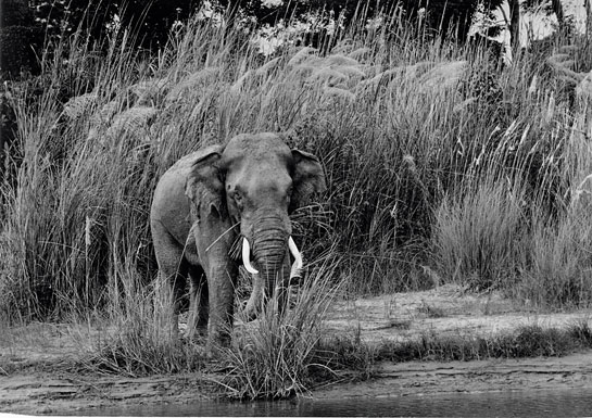 One of the many classic images of wild tuskers taken by that master wildlife photographer, the late M. Krishnan, who was the quintessential conservation photographer.