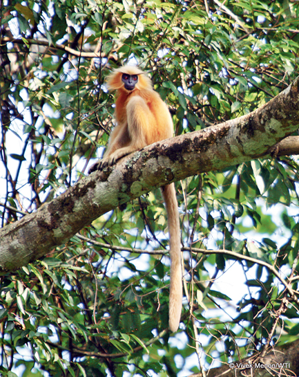 The distribution of the endangered golden langur is restricted to a small part of Northeast India and neighbouring Bhutan. The distribution of the endangered golden langur is restricted to a small part of Northeast India and neighbouring Bhutan.