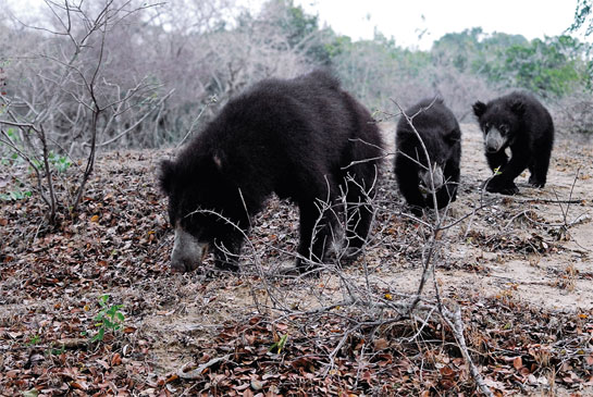 Sloth bears are frequently seen at the Yala National Park, the main attraction for wildlife tourism in Sri Lanka. Despite the park's modest size, it has an extensive network of roads.