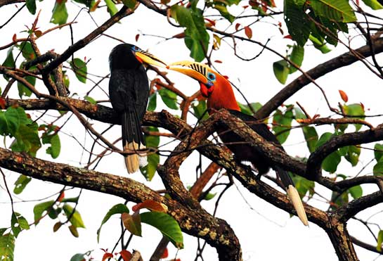 Wreathed Hornbills are known to form pair bonds that last a lifetime, though they prefer to roost in large flocks. During nesting season, the male encloses the female in a nest which is sealed with faeces, mud and fruits, but leaves a tiny opening through which he passes food to her and their offspring.