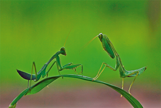 The female praying mantis is a true femme fatale. She makes a meal of her mate once he has consumated the act!