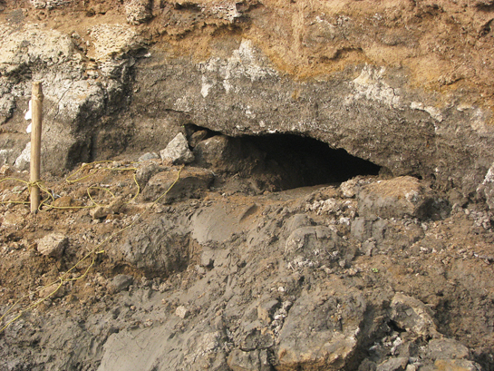 The only mugger burrow spotted by the authors was rigged with a noose-trap at its entrance, tragically confirming reports of hunting.