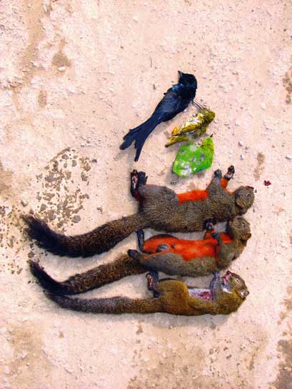 Even young students on the way back from school take a toll on biodiversity in the Northeast, as can be seen from the array of creatures, including a Black Drongo and a Leaf Bird, hoary-bellied and red-bellied squirrels, laid out for display. Even young students on the way back from school take a toll on biodiversity in the Northeast, as can be seen from the array of creatures, including a Black Drongo and a Leaf Bird, hoary-bellied and red-bellied squirrels, laid out for display.