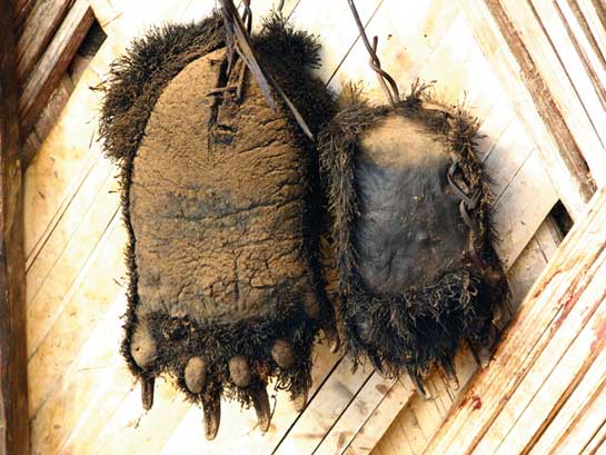 The paws of the Himalayan black bear and the sun bear are, of course, the handicraft of adults who will sell such animals for a fortune to the highest bidder. Often the traps they lay throw up clouded leopards and even tigers.