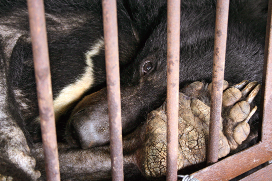 A moon bear looks out from behind the bars of a cage at a bear bile farm in China, the only country in the world where this cruel practice is legal.