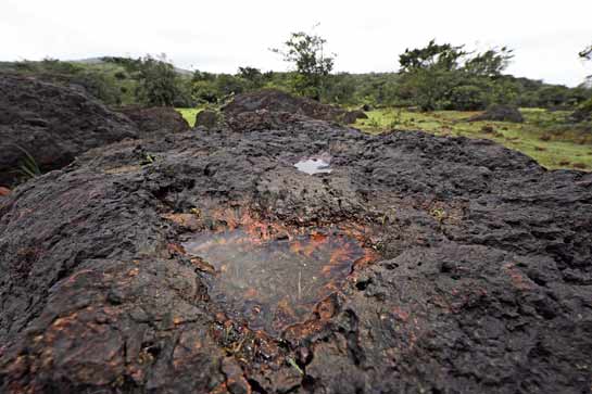 The endemic and critically endangered Amboli toad breeds in accumulated water pools in small depressions, on lateritic rocks. A weak rainfall could impact the population of the species dramatically.