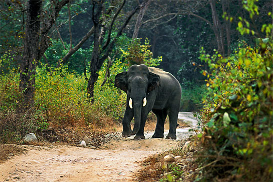 Corbett is one of the world's finest forests, made famous by photographers who have recorded the life of wild animals such as this young tusker for over a century.