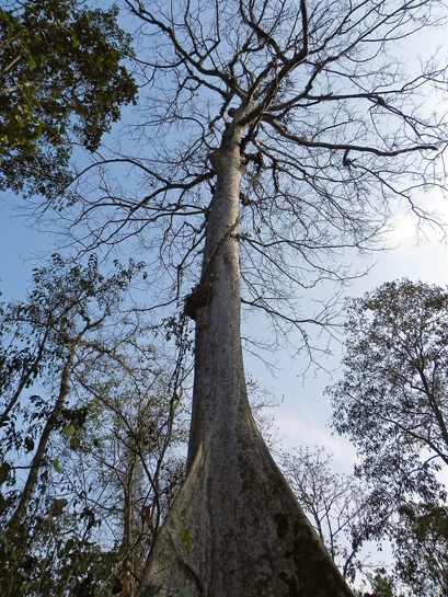 A tree towers above the photographer in the West Bank Range of the 862 sq. km. Pakke Tiger Reserve. A tree towers above the photographer in the West Bank Range of the 862 sq. km. Pakke Tiger Reserve.