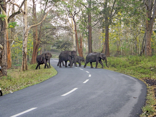 A herd of elephants cautiously crosses the road that leads to the Thirunelli temple, but sadly also cuts through the elephant corridor.