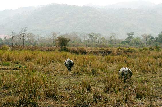 The pride of Assam, the one-horned rhinos of Kaziranga National Park, are once again threatened by the resurgence of poaching as well as recurrent flooding of their habitat. In 2012 alone, almost 40 rhinos have been killed, many of which drowned in the floods that hit the state this year.
