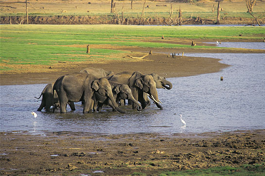 Elephants make for outstanding subjects and normally give you ample time to obtain behavioral images depicting feeding, drinking and family interaction.