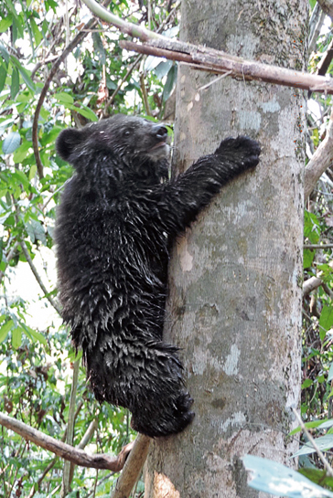 Through the assisted release programme, a rescued bear cub acquaints itself with the forests in which it will soon roam free. Through the assisted release programme, a rescued bear cub acquaints itself with the forests in which it will soon roam free.