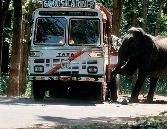 A female elephant attempts to pull her calf stuck under the truck. Elephants are extremely sensitive creatures and this mother stood guard over the truck and her dead baby, charging at anybody who dared to approach the truck.