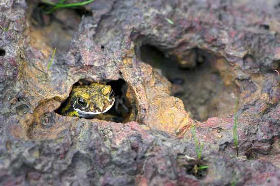 The Amboli toads are only found on two or three plateaus near Humbarli and there are about five to six breeding colonies on or close to some rocky plateaus near Amboli. They are nocturnal and remain hidden under rocks during the day.