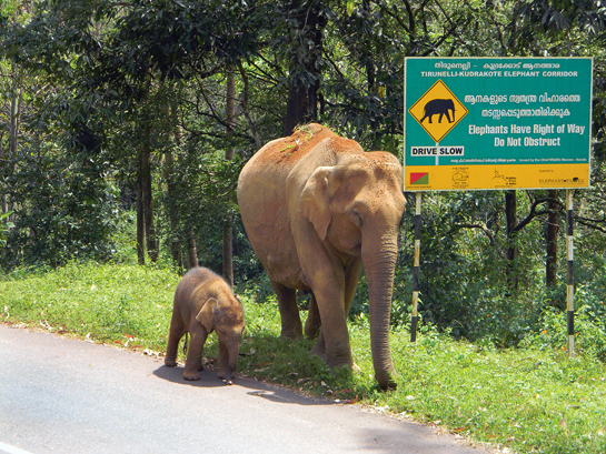 In the Thirunelli-Kudrakote corridor of Wayanad, Kerala, a wild elephant and her young one stand next to a sign that says it all.