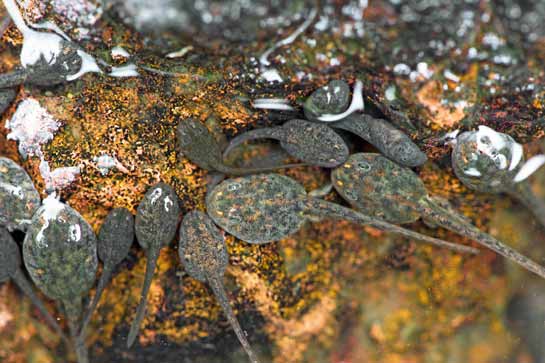 The Amboli toads are vulnerable to even slight climatic changes because of their specialised breeding habits.