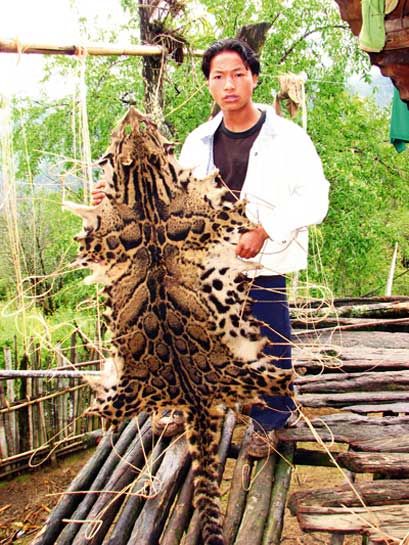 Almost every wild animal body part has a market price including the teeth, skull, meat, bones and skin of mammals such as the clouded leopard. Once the economic value of a species is known, villagers put extra effort to find the animals, even if it requires buying more ammunition. Almost every wild animal body part has a market price including the teeth, skull, meat, bones and skin of mammals such as the clouded leopard. Once the economic value of a species is known, villagers put extra effort to find the animals, even if it requires buying more ammunition.