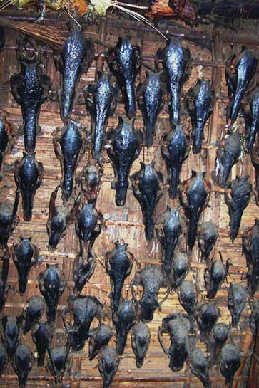 Almost every wild animal body part has a market price including the teeth, skull, meat, bones and skin of mammals such as the clouded leopard. Once the economic value of a species is known, villagers put extra effort to find the animals, even if it requires buying more ammunition. Almost every wild animal body part has a market price including the teeth, skull, meat, bones and skin of mammals such as the clouded leopard. Once the economic value of a species is known, villagers put extra effort to find the animals, even if it requires buying more ammunition.