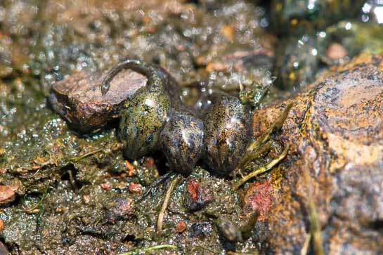 The authors observed large numbers of dying tadpoles of the Amboli toad in dry water pools in Amboli.