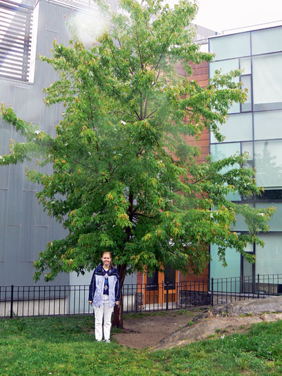 Julia with her Silver Maple tree. Julia with her Silver Maple tree.