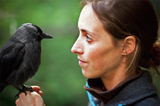 Our last common ancestors lived 300 million years ago, but corvids are at least as intelligent as human toddlers.