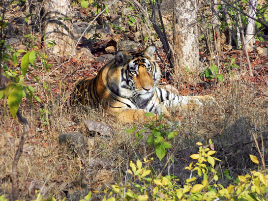 Dr. Raghu Chundawat warned in 2001 that a tiger he had radio-collared had disappeared. Not only was he ignored, he was punished by a conspiracy hatched by Madhya Pradesh State administrators. His funding was stopped. His permissions revoked. Madhya Pradesh had perfected the art of denial for a decade before they finally admitted that every last tiger had been wiped out in Panna. Seen above is a tigress named T-1, who was reintroduced to Panna from Kanha.