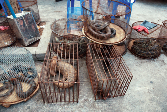 Chinese tourists often travel to Myanmar to eat at restaurants where you can choose live wildlife that range from sun bears and pangolins to snakes kept in cages on the sidewalk and then ask the chef to kill and cook it. Most are endangered species from Myanmar's vast tracts of virgin forest though some are even trafficked from as far away as India and Nepal.