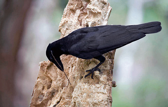 A New Caledonian Crow using a stick tool to extract larvae from deadwood.