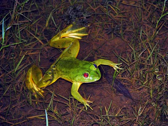 This aquatic green pond frog Euphlyctis hexadactylus, is known to eat vegetation and shows a decided preference for plants and some flowers over insects. Sadly, this once-common species from peninsular India and Sri Lanka is now struggling for survival in the face of rapid urbanisation.