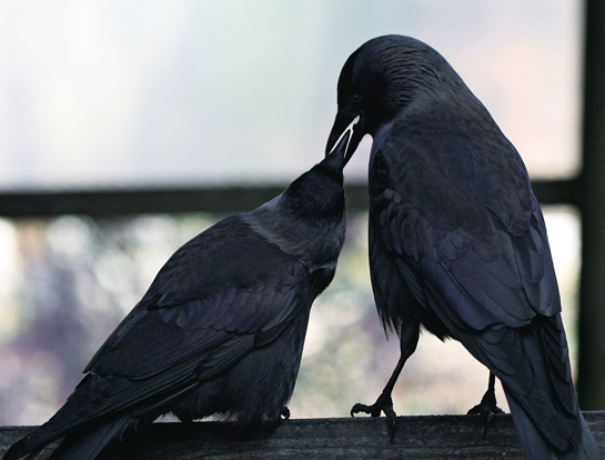 Corvids typically pair-bond for life and spend hours preening or feeding each other affectionately.