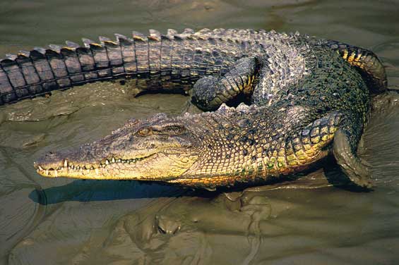 The largest of all living reptiles, the formidable saltwater crocodile can measure up to seven metres in length. This apex predator is not a picky eater, preying on almost any animal that enters its territory, either in water or on dry land.