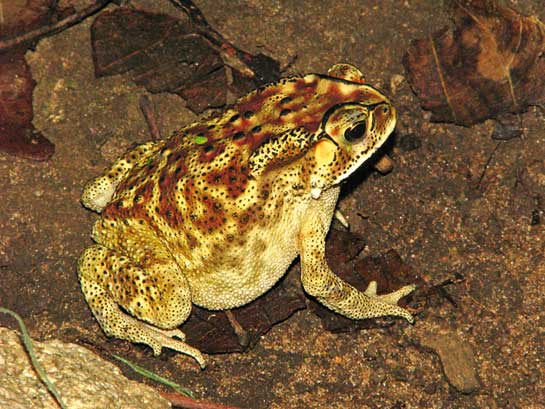 Asian common toads breed in still and slow-flowing rivers, ponds and pools. They have adapted well to urban spaces, with adults hiding underground, using leaf litter, logs and rocks as protection.