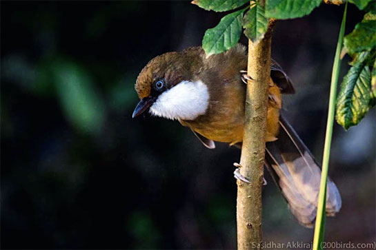 A White-Throated Laughing Thrush Garrulax albogularis was spotted at the last motorable point, at a charming village called Jan ki Chatti.