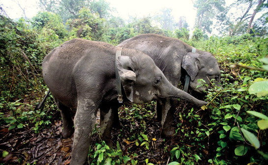 Radio-collared Rani (l) and Tora (r) inside the Panbari Reserve before their transfer to Manas.