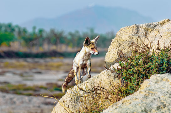 âOne of my favourite places for wildlife photography is the Tal Chhapar Sanctuary in Rajasthan, which I have been visiting for over a decade. Where this was once uninterrupted grasslands, one can now see residential high-rises. A friend, Adesh Shivkar, accidentally found a fox den that enabled me to get a closer look at the species. âOne of my favourite places for wildlife photography is the Tal Chhapar Sanctuary in Rajasthan, which I have been visiting for over a decade. Where this was once uninterrupted grasslands, one can now see residential high-rises. A friend, Adesh Shivkar, accidentally found a fox den that enabled me to get a closer look at the species.