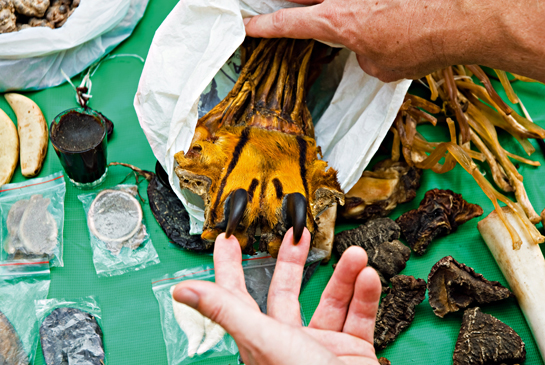 A typical market day in Mong La, Shan State in Myanmar, where tiger paws, teeth and other wildlife body parts are available for sale. Surveys by TRAFFIC, the wildlife trade monitoring network, revealed skin and bones, canines and claws from almost 1,200 wild cats, including at least 107 tigers, in Myanmar's wildlife markets.