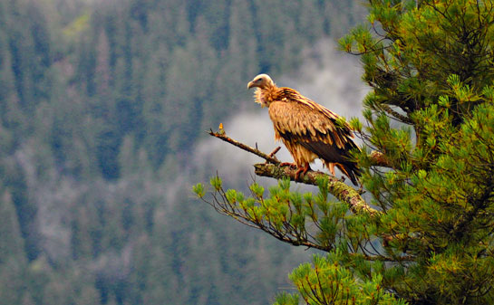 The Himalayan Vulture Gyps himalayensis (earlier known as the Himalayan Griffon) can be seen at altitudes of 1,200 m. and above across the Himalaya.