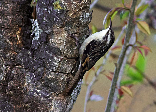 The birders woke to a multitude of bird calls including those of this Bar-tailed Treecreeper Certhia himalayana, after spending their first night at a forest guest house in Barkot.