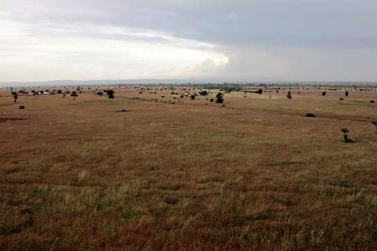 Grasslands, locally referred to as kanchas, provide a specialised habitat for several species of flora and fauna including the now locally extinct Asiatic cheetah. Home to wolves, foxes and Short-eared Owls,  among others, India's diminishing grasslands are in urgent need of protection.