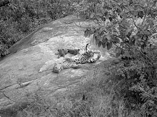 The conservation efforts initiated by &acirc;KN