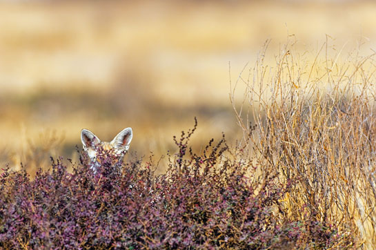 &acirc;There was a big open well next to the den and an old abandoned pump house with a door and an opening (probably for an inlet pipe) on the opposite side. It served as a readymade hide where I sat for hours over several days and nights to observe these elusive canids.